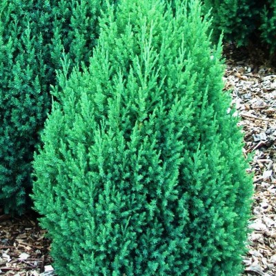 Можжевельник китайский Стрикта (Juniperus chinensis Stricta) - Экспосад в Селятино