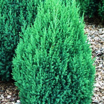 Можжевельник китайский Стрикта (Juniperus chinensis Stricta) - Экспосад в Селятино