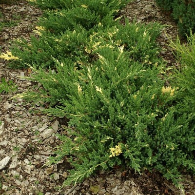 Можжевельник китайский Экспанса Вариегата (Juniperus chinensis Expansa Variegata) - Экспосад в Селятино