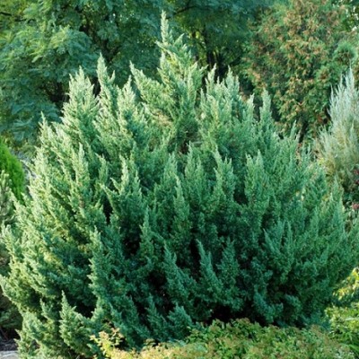 Можжевельник китайский Монарх (Juniperus chinensis Monarch) - Экспосад в Селятино
