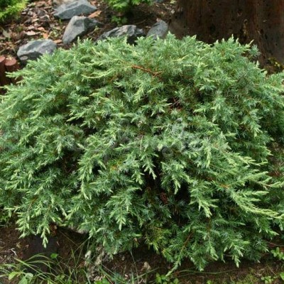 Можжевельник конферта Шлягер (Juniperus conferta Schlager) - Экспосад в Селятино