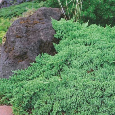 Можжевельник лежачий Нана (Juniperus procumbens Nana) - Экспосад в Селятино