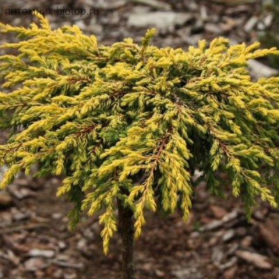 Можжевельник обыкновенный Голдшац (Juniperus communis Goldschatz) - Экспосад в Селятино
