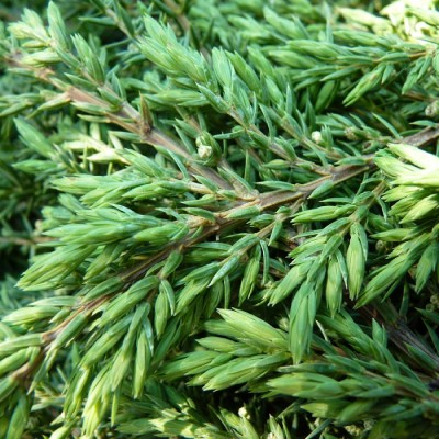Можжевельник обыкновенный Гринт Карпет (Juniperus communis Green Carpet) - Экспосад в Селятино