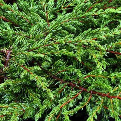 Можжевельник обыкновенный Репанда (Juniperus communis Repanda) - Экспосад в Селятино