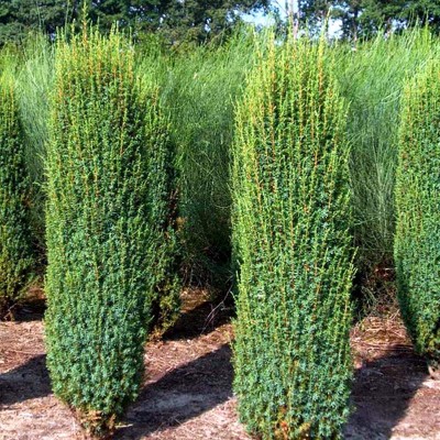 Можжевельник обыкновенный Хиберника (Juniperus communis Hibernica) - Экспосад в Селятино