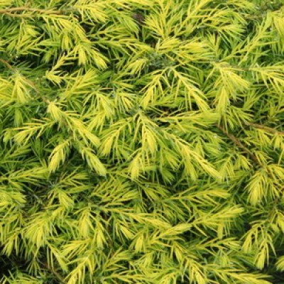 Можжевельник обыкновенный Депресса Ауреа (Juniperus communis Depressa Aurea) - Экспосад в Селятино