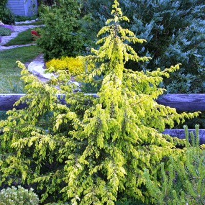 Можжевельник обыкновенный Шневердингер Голдмахангер (Juniperus communis Schneverdinger Goldmachanger) - Экспосад в Селятино