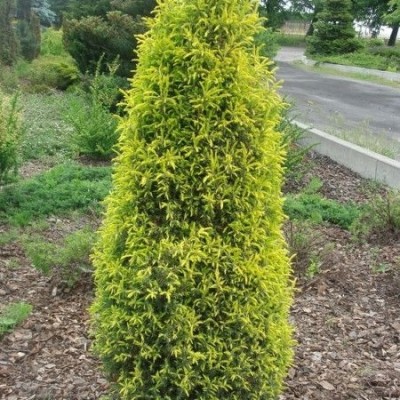 Можжевельник обыкновенный Голд Коне (Juniperus communis Gold Cone) - Экспосад в Селятино