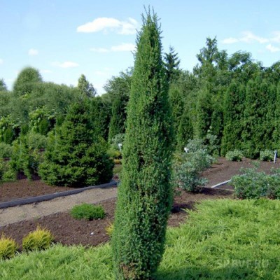 Можжевельник обыкновенный Арнольд (Juniperus communis Arnold) - Экспосад в Селятино