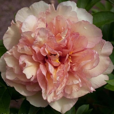 Пион ИТО гибрид КЭНАРИ БРИЛЛИАНТС (Paeonia Itoh CANARY BRILLIANTS) - Экспосад в Селятино