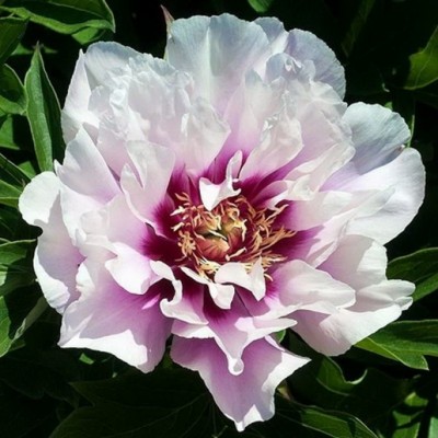 Пион ИТО гибрид КОРА ЛУИЗА (Paeonia Itoh CORA LOISE) - Экспосад в Селятино