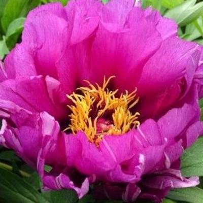 Пион ИТО гибрид МОНИНГ ЛИЛАК (Paeonia Itoh MORNING LILAC) - Экспосад в Селятино