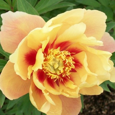 Пион ИТО гибрид СОНОМА САН (Paeonia Itoh SONOMA SUN) - Экспосад в Селятино