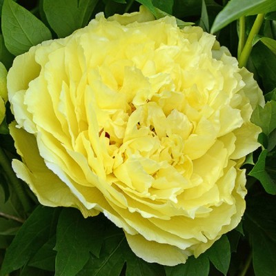 Пион ИТО гибрид ЙЕЛЛОУ КРАУН (Paeonia Itoh YELLOW CROWN) - Экспосад в Селятино