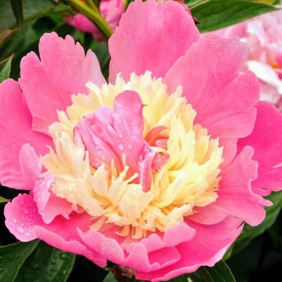 Пион травянистый БЬЮТИФУЛ СЕНЬОРИТА (Paeonia Beautiful Senorita) - Экспосад в Селятино