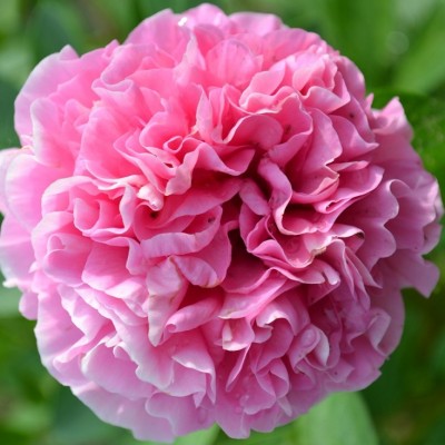 Пион травянистый КАРНЕЙШН БУКЕТ (Paeonia Carnation Bouquet) - Экспосад в Селятино