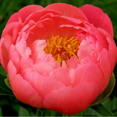 Пион травянистый КОРАЛ ЧАРМ (Paeonia Coral Charm) - Экспосад в Селятино