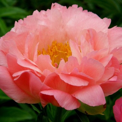 Пион травянистый КОРАЛ САНСЕТ (Paeonia Coral Sunset) - Экспосад в Селятино