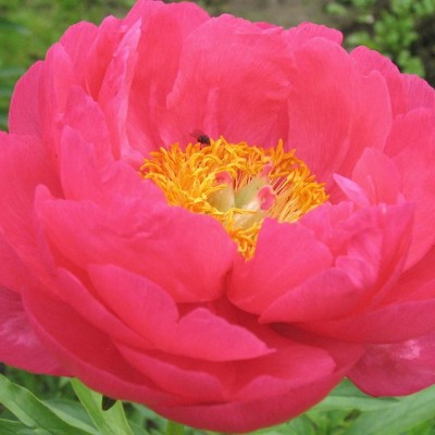 Пион травянистый ЦИТЕРИЯ (Paeonia Cytherea) - Экспосад в Селятино