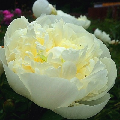 Пион травянистый ДЮШЕС ДЕ МУР (Paeonia Duchesse De Nemours) - Экспосад в Селятино