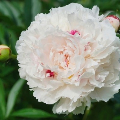 Пион травянистый ФЕСТИВА МАКСИМА (Paeonia Festiva Maxima) - Экспосад в Селятино