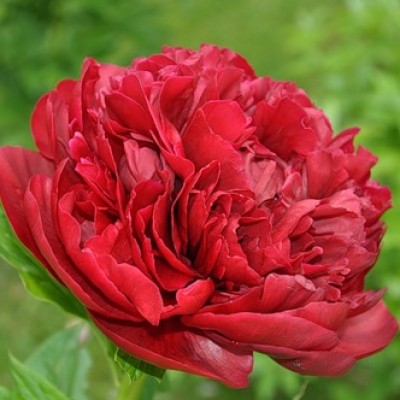 Пион травянистый ГЕНРИ БОКСТОС (Paeonia Henry Bockstoce) - Экспосад в Селятино