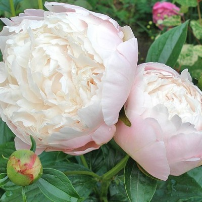 Пион травянистый МЭРИ Е.НИКОЛС (Paeonia Mary E.Nicholls) - Экспосад в Селятино