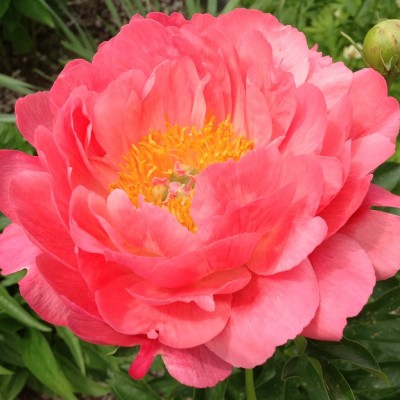 Пион травянистый ПИНК ГАВАЙЯН КОРАЛ (Paeonia Pink Hawaiian Coral) - Экспосад в Селятино