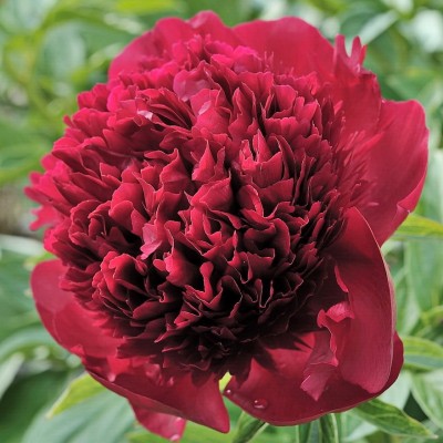 Пион травянистый РЕД ЧАРМ (Paeonia Red Charm) - Экспосад в Селятино