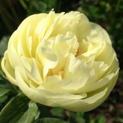 Пион травянистый ЛЕМОН ШИФОН (Paeonia Lemon Chiffon) - Экспосад в Селятино