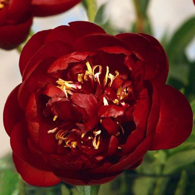 Пион травянистый БАКАЙ БЕЛЛ (Paeonia Buckeye Belle) - Экспосад в Селятино