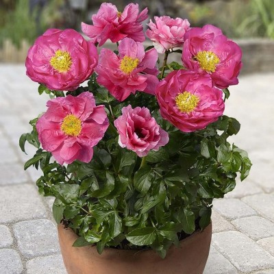 Пион Патио Афины (Paeonia Patio Peony Athens) - Экспосад в Селятино