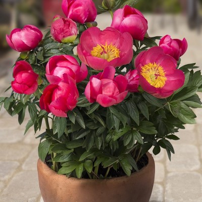 Пион Патио Осло (Paeonia Patio Peony Oslo) - Экспосад в Селятино