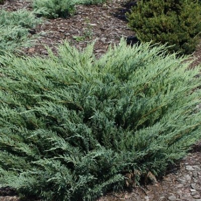 Можжевельник казацкий Глаука (Juniperus sabina Glauca) - Экспосад в Селятино