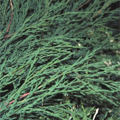 Можжевельник казацкий Блю Спакл ((Juniperus sabina Blue Sparkle) - Экспосад в Селятино