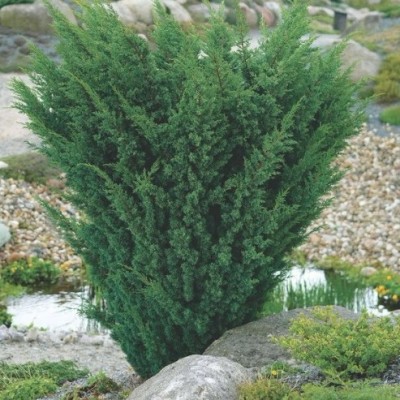 Можжевельник китайский Блау (Juniperus chinensis Blaauw) - Экспосад в Селятино