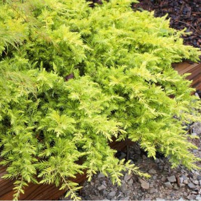 Можжевельник конферта Олголд (Juniperus conferta All Gold) - Экспосад в Селятино