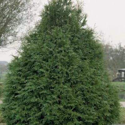 Туя западная Фрисландия (Thuja occidentalis Frieslandia) - Экспосад в Селятино