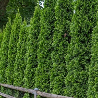 Туя западная Молониана (Thuja occidentalis Malonyana) - Экспосад в Селятино