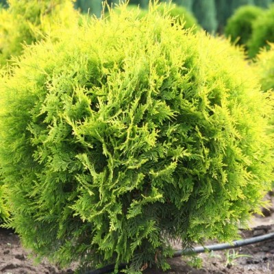 Туя западная Даника Ауреа (Thuja occidentalis Danica Aurea) - Экспосад в Селятино