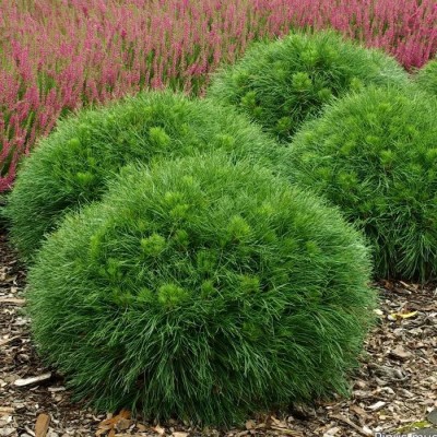 Сосна горная Варелла (Pinus mugo Varella) - Экспосад в Селятино