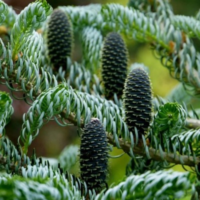 Пихта корейская Сильберлок (Abies koreana Silberlocke) - Экспосад в Селятино