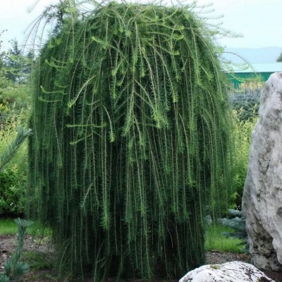 Лиственница европейская Пендула (Larix decidua Pendula) - Экспосад в Селятино