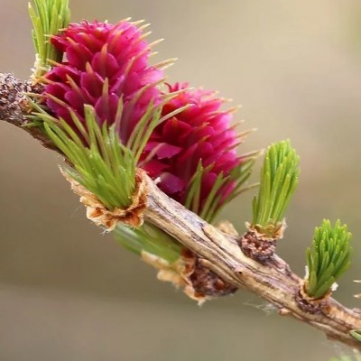 Лиственница европейская Пули (Larix decidua Puli) - Экспосад в Селятино