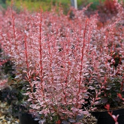 Барбарис Тунберга Рози Рокет (Barbaris thunbergii Rosy Rocket) - Экспосад в Селятино