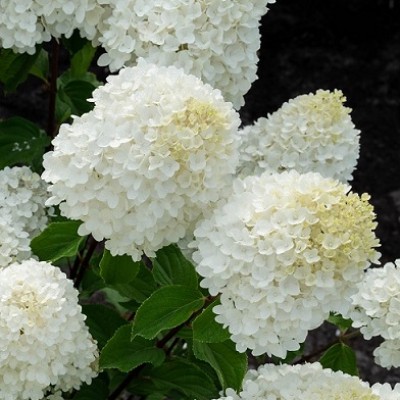 Гортензия метельчатая Саммер Сноу (Hydrangea paniculata Summer Snow) - Экспосад в Селятино