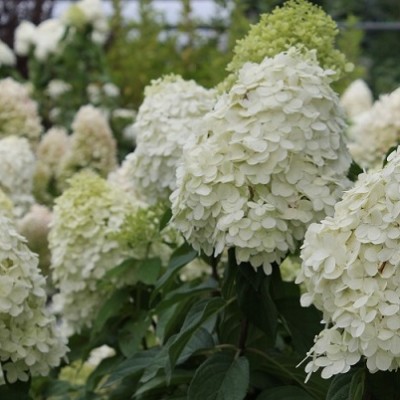 Гортензия метельчатая Фантом (Hydrangea paniculata Fantom) - Экспосад в Селятино