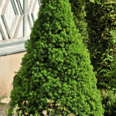 Ель канадская Коника (Picea glauca Conica) - Экспосад в Селятино