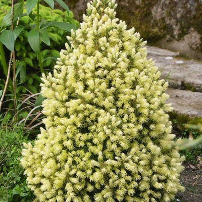 Ель канадская Дейзи Вайт (Picea glauca Daisy's White) - Экспосад в Селятино